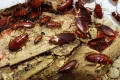 Diệt gián Đức Hà Nội