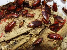 Diệt gián Đức Hà Nội