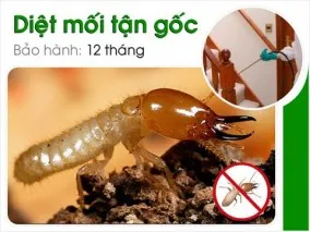 Dịch vụ diệt mối tận gốc tại Tp. Hồ Chí Minh