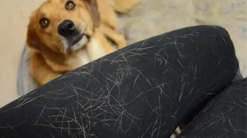 Tại sao lông thú cưng trên thảm lại khó làm sạch?