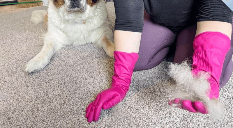 Dùng găng tay cao su ẩm làm sạch lông chó/mèo trên thảm