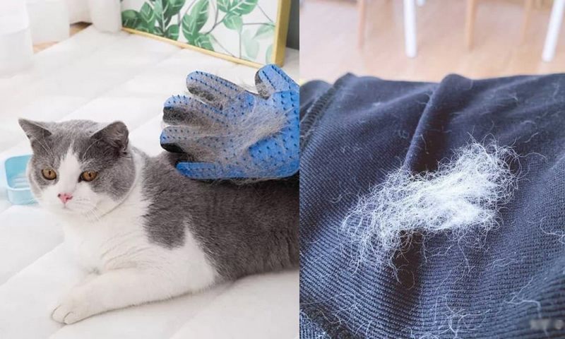 Chải chuốt cho thú cưng thường xuyên