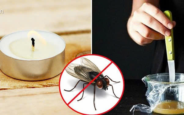 Những cách đuổi ruồi tại nhà