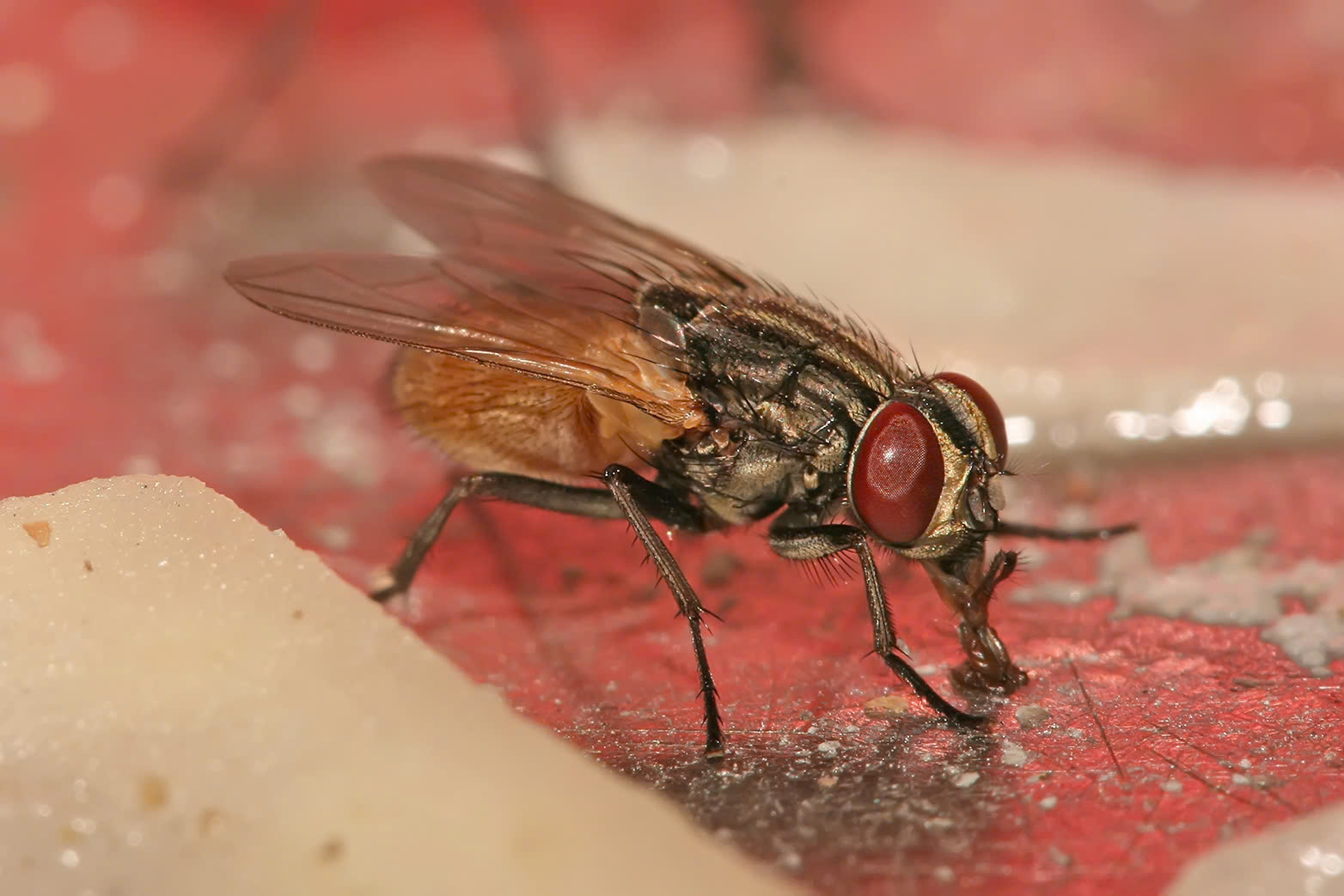 Ruồi nhà là loài côn trùng thuộc họ Muscidae