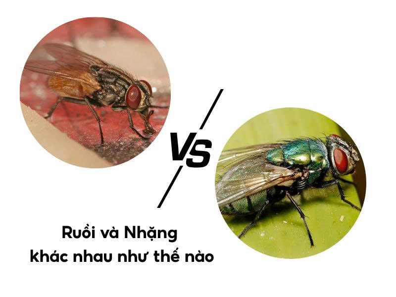 Cách phân biệt ruồi và nhặng xanh khác nhau như thế nào?