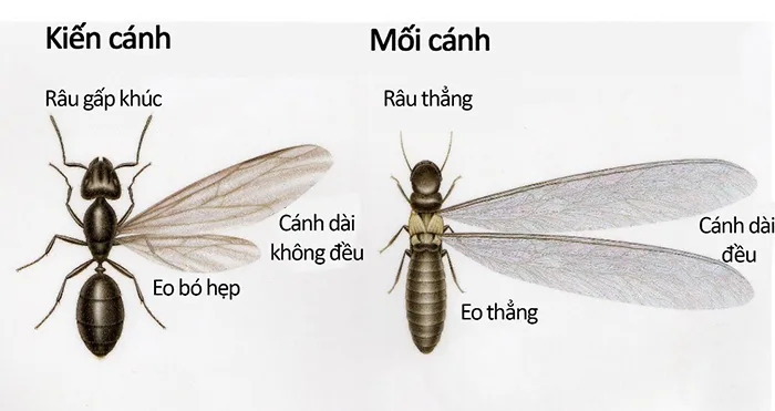 Phân biệt con kiến cánh và con mối cánh