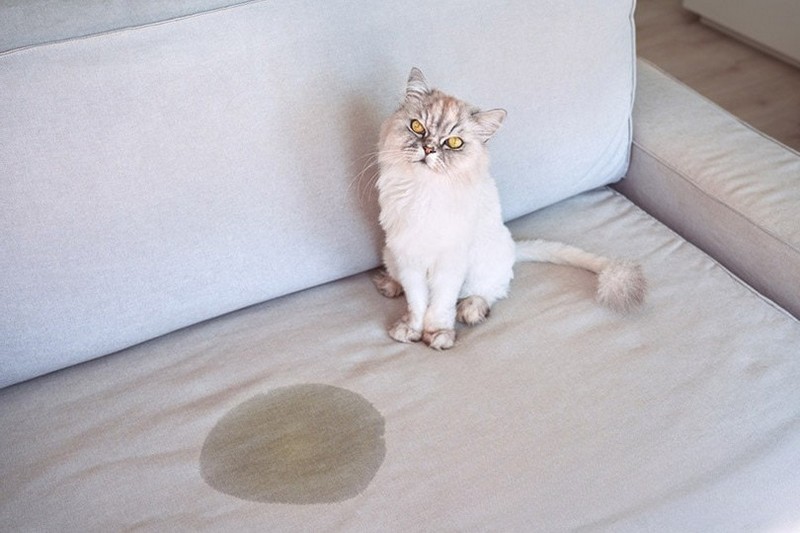 ghe-sofa-dinh-nuoc-tieu-cho-meo-1