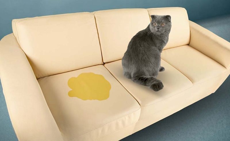 ghe-sofa-dinh-nuoc-tieu-cho-meo-3