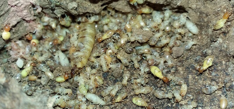 Cac-loai-con-trung-an-go-3