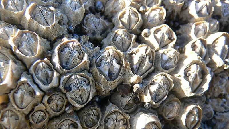 Cac-loai-con-trung-an-go-4