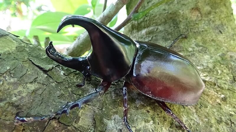 Cac-loai-con-trung-an-go-5