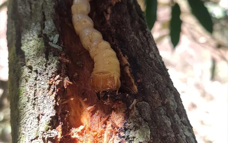 Cac-loai-con-trung-an-go-7