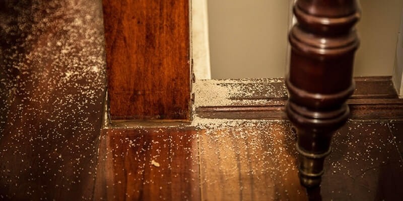 Cach-diet-moi-duoi-nen-nha-4