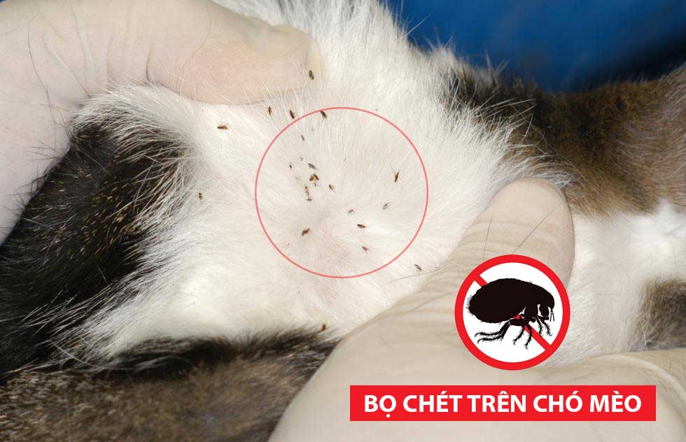 Diet-bo-chet-trong-nha-6