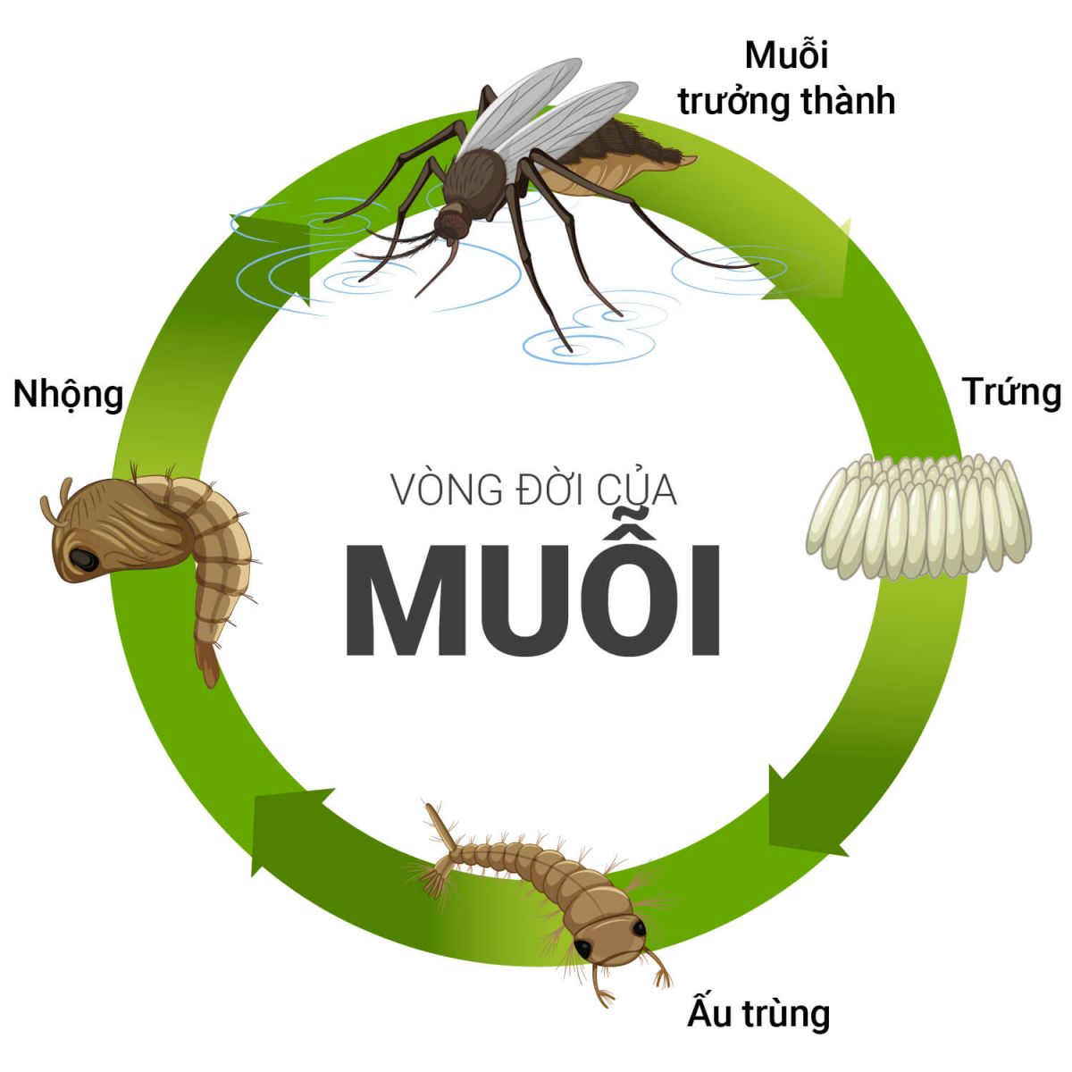 Mua-nao-nhieu-muoi-2