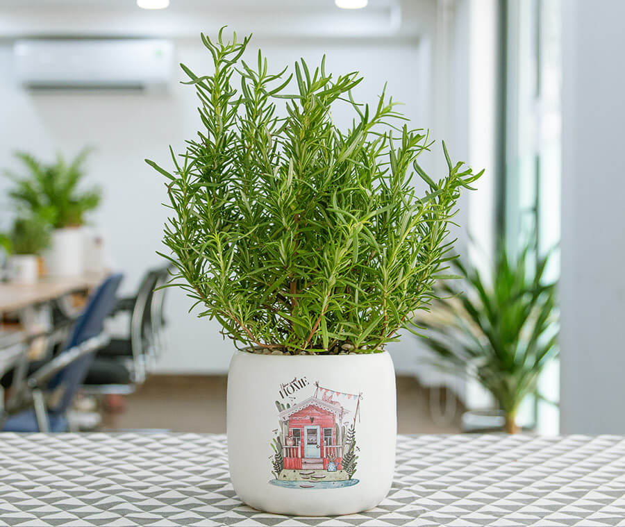 Mua-nao-nhieu-muoi-4