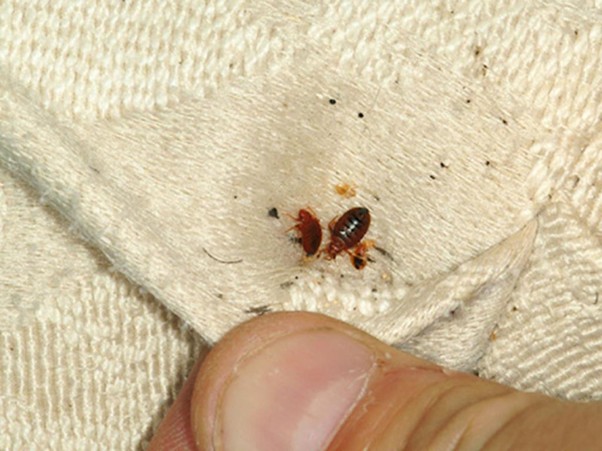 cach-diet-bo-nhay-tren-giuong-2