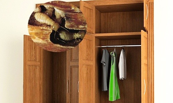 cach-diet-moi-trong-tu-quan-ao-1