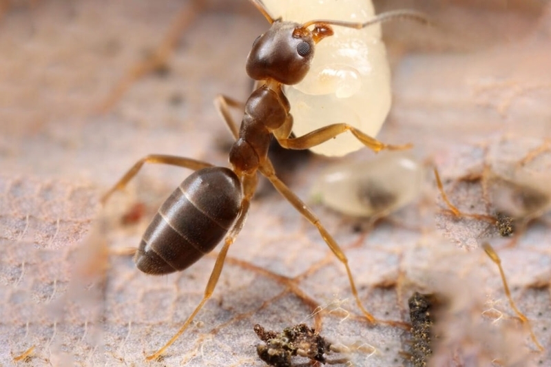 cach-duoi-kien-gio-ra-khoi-nha-1