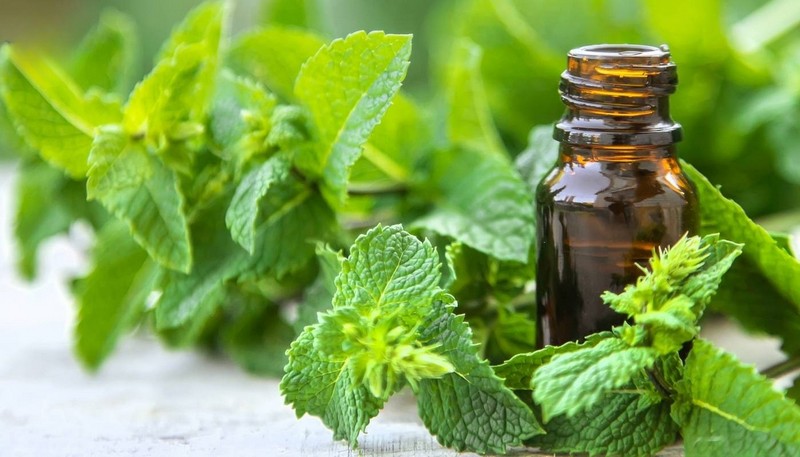 cach-duoi-kien-gio-ra-khoi-nha-8