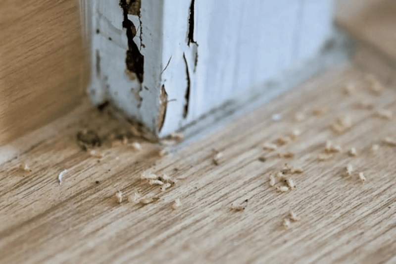 con-mot-go-co-can-nguoi-khong-2