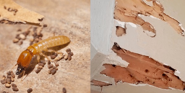 con-mot-go-co-can-nguoi-khong-3