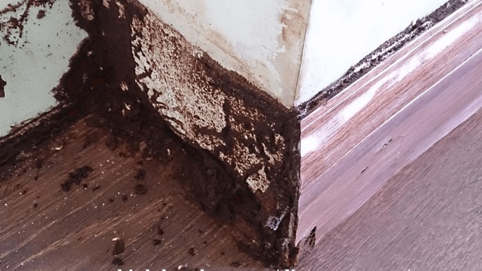 con-mot-go-co-can-nguoi-khong-5