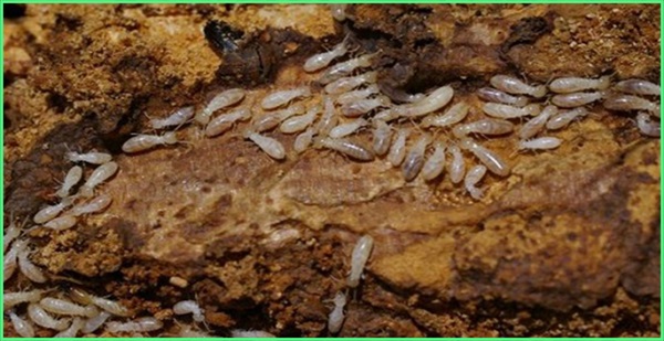 lam-sao-biet-nha-co-moi-3