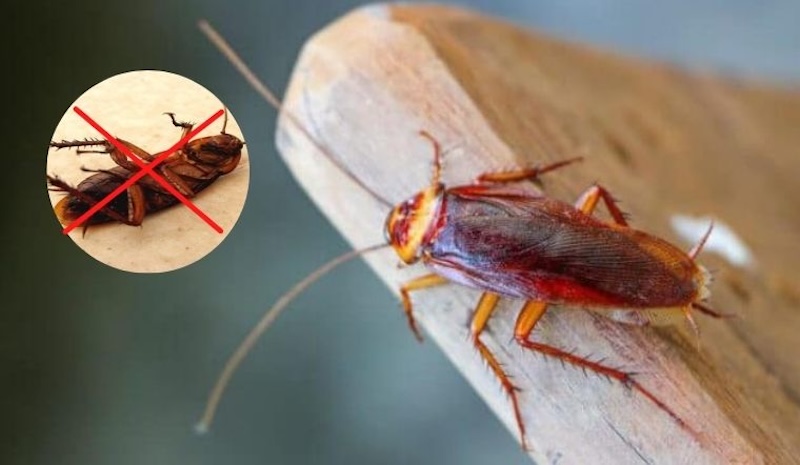 mua-nao-nhieu-gian-2