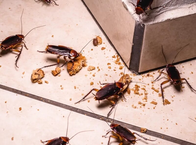 mua-nao-nhieu-gian-3