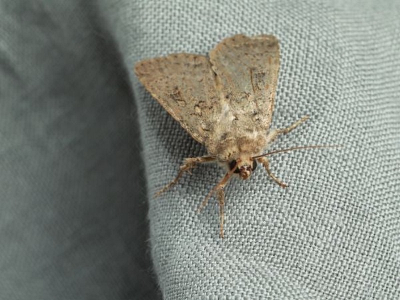 ngai-vai-co-gay-ngua-khong-1