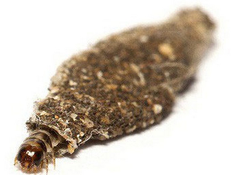 ngai-vai-co-gay-ngua-khong-2