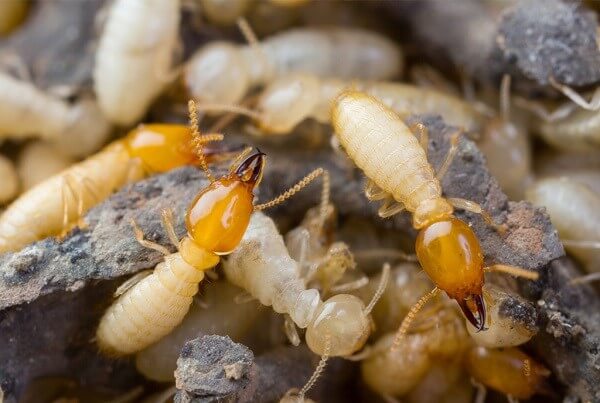 phan-biet-moi-va-mot-3