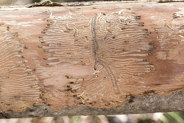 phan-biet-moi-va-mot-7