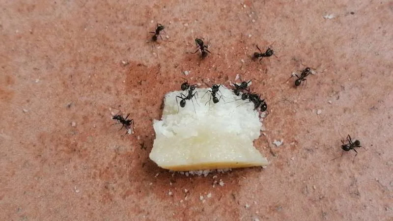 tai-sao-nha-co-nhieu-kien-den-2