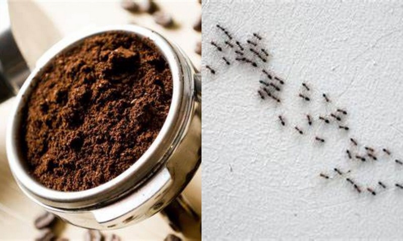 tai-sao-nha-co-nhieu-kien-den-5