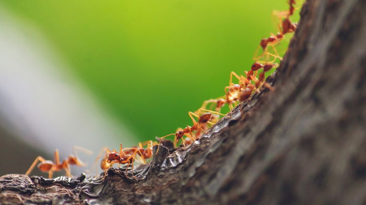 tai-sao-nha-co-nhieu-kien-lua-1