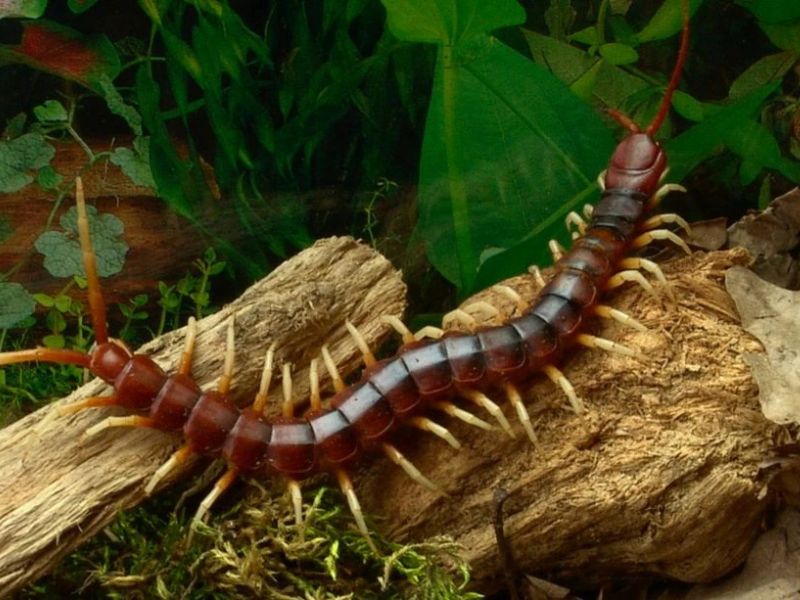 tai-sao-nha-co-nhieu-ret-con-1