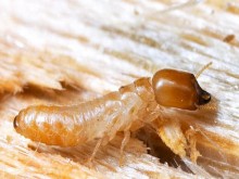 Các loài côn trùng ăn gỗ