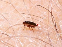 Cách diệt bọ nhảy trên giường