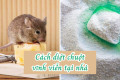 Diệt chuột tận gốc tại Hà Nội
