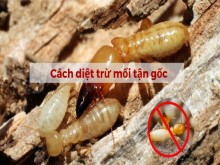 Cách diệt mối chúa, mối cánh