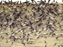 Cách trị mối mưa