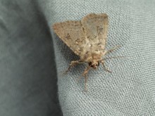 Ngài vải có gây ngứa không?