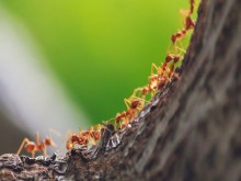 Tại sao nhà có nhiều kiến lửa