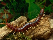 Rết Con Có Độc Không