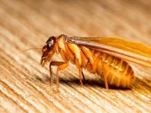 Tại sao trời mưa lại có mối