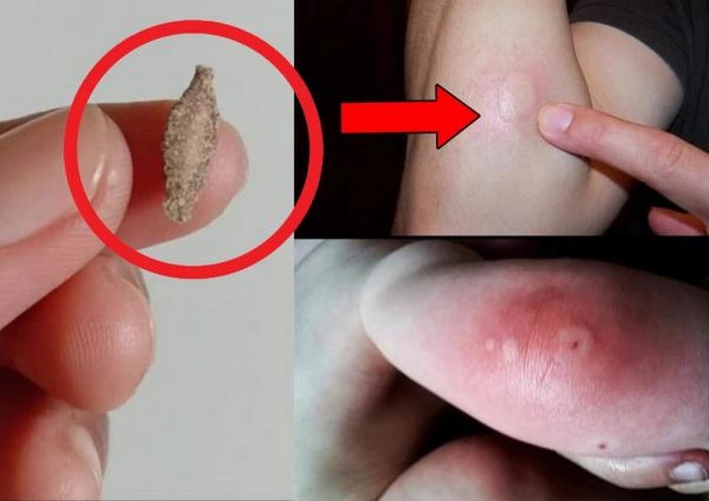 Số lượng ngài vải có thể tăng đột biến nếu môi trường thuận lợi