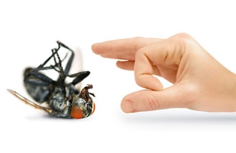 Có thể đuổi nhặng xanh bằng những nguyên liệu quen thuộc
