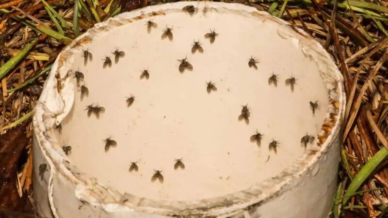 Nguyên nhân chính xuất hiện ruồi cống trong nhà